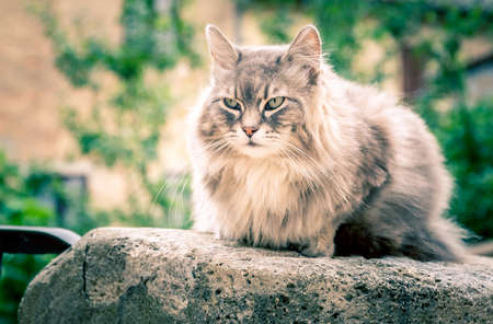 Cute long hair domestic cat on a wallの写真素材