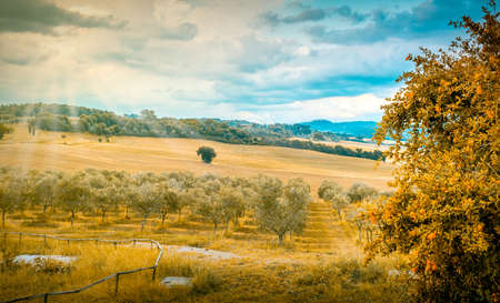 Blue sky and sunlbeams over olive field in Tuscanyの写真素材
