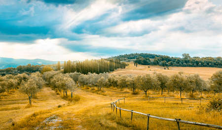 Blue sky and sunlbeams over olive field in Tuscanyの写真素材