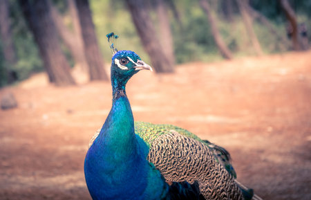 Beautiful peacock in its natural environment on Kos island, Greece