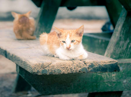 Closeup of a small domestic kitten outdoorsの写真素材