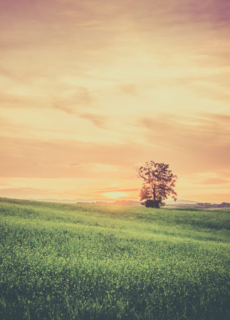Retro tone tuscan landscape in the morning