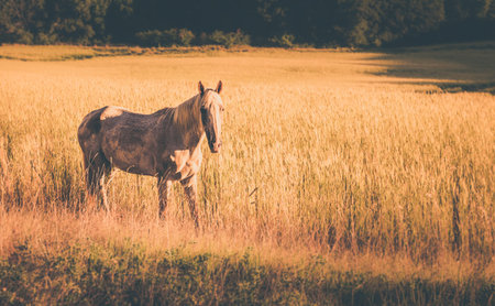 Vintage tone wild horse on corn field