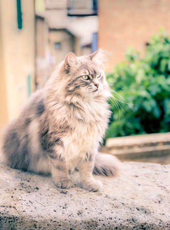 Cute long hair domestic cat on a wallの写真素材