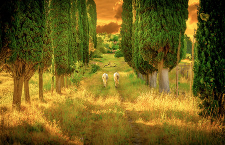 Wild horses amongst high tuscan cypress treesの写真素材