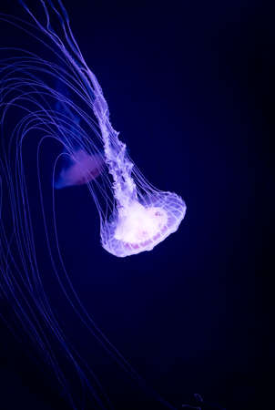 Glowing jellyfish swimming in deep blue seaの写真素材