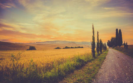 Vintage tuscan landscape with fields of corn and hills in the backgroundの写真素材