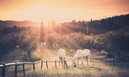 Wild horses and sunrise over tuscan landscapeの写真素材