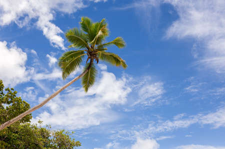 Coconut palm and blue sky on paradise beach, Seychellesの写真素材