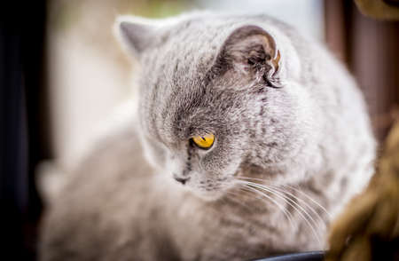 Portrait of British Shorthair cat with blue and gray fur. Shallow depth of field.の写真素材