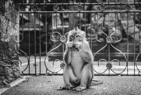 Adorable long-tailed macaque on Bali island in Indonesiaの写真素材