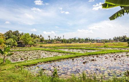 Balinese plains of ripe rice fields, Indonesia