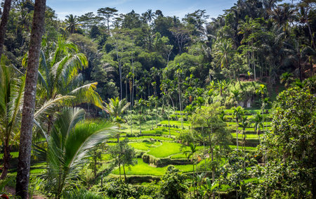 Green rice terraces of Bali, near Tegallalang village, Indonesia