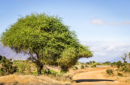Amazing savannah plains landscape and safari road in Kenya