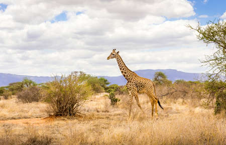 Amazing african giraffe on savannah plains in Tsavo East park, Kenyaの写真素材