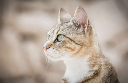 Portrait of cute domestic kitten posing outdoorsの写真素材
