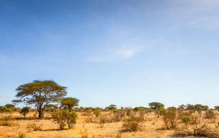 Unique savannah plains landscape with acacia tree in Kenyaの写真素材
