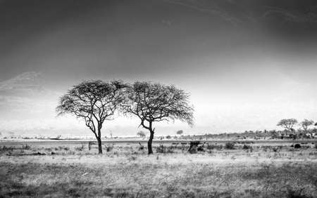 Black and white african savannah plains scenery in Kenyaの写真素材