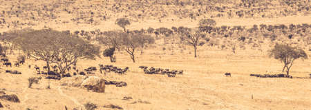 Buffalos on savannah plains in Tsavo park, Kenyaの写真素材