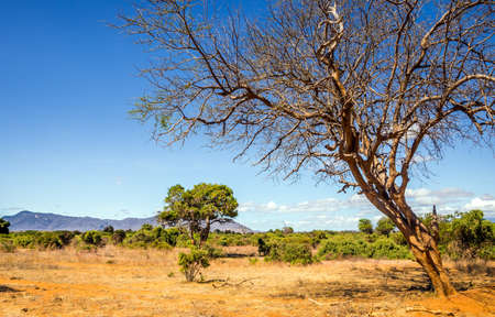 Unique savannah plains landscape with acacia tree in Kenyaの写真素材