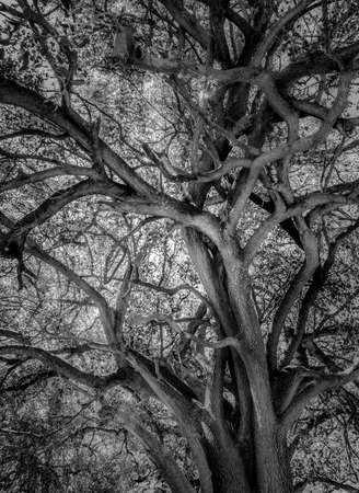 Moody black and white picture of old tree on savannah plains in Africaの写真素材