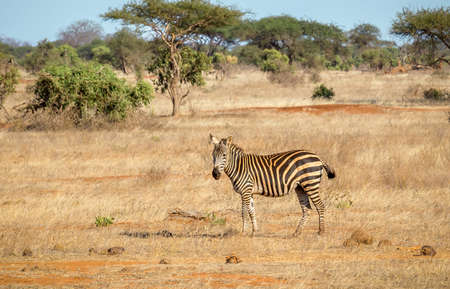 Closeup of amazing zebra on savannah plains in Tsavo East park, Kenyaの写真素材
