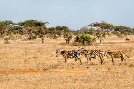 Herd of amazing zebras on savannah plains in Tsavo East park, Kenyaの写真素材
