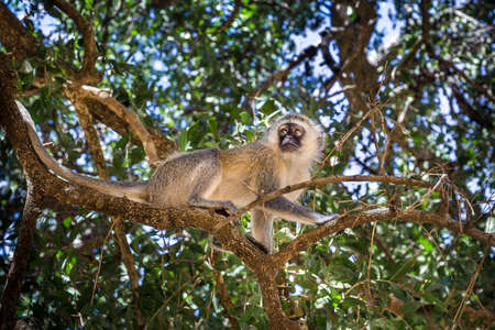 Closeup of cute vervet monkey on a branch in Tsavo East park, Kenyaの写真素材