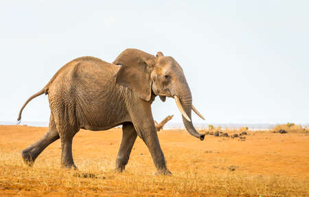 Closeup of african elephant on savannah plains in Tsavo East park, Kenyaの写真素材