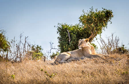Closeup of african lioness on savannah plains in Tsavo East park, Kenyaの写真素材