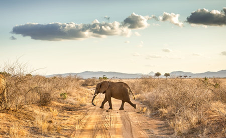 Closeup of african elephant on savannah plains in Tsavo East park, Kenya