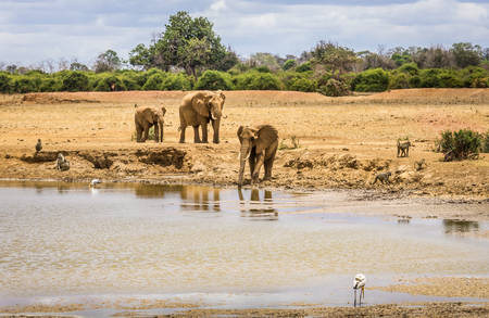Herd of african elephants on savannah plains in Tsavo East park, Kenyaの写真素材