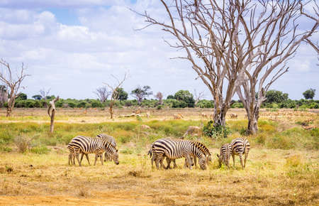 Herd of amazing zebras on savannah plains in Tsavo East park, Kenyaの写真素材