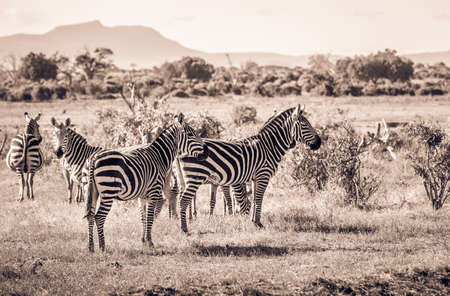 Herd of amazing zebras on savannah plains in Tsavo East park, Kenyaの写真素材