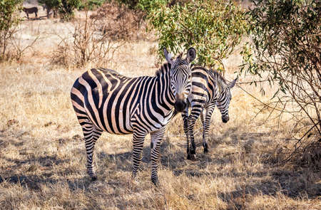 Herd of amazing zebras on savannah plains in Tsavo East park, Kenyaの写真素材