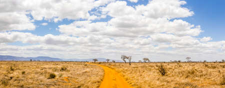 Amazing savannah plains landscape and safari road in Kenyaの写真素材