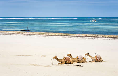 Camel and Diani beach seascape with turquoise Indian Ocean,  Kenyaの写真素材