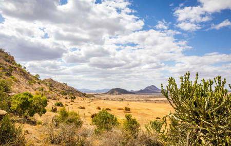 Elephants on savannah plains in Tsavo park, Kenyaの写真素材