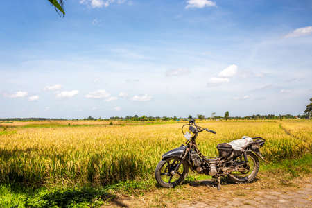 Balinese plains of ripe rice fields, Indonesiaの写真素材