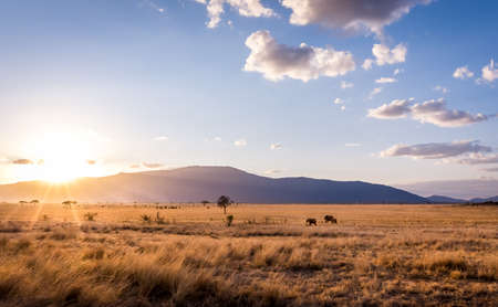 Amazing sunset at savannah plains in Tsavo East National Park, Kenyaの写真素材