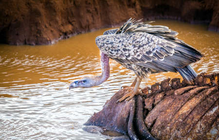 Closeup of african vulture on savannah plains in Kenyaの写真素材