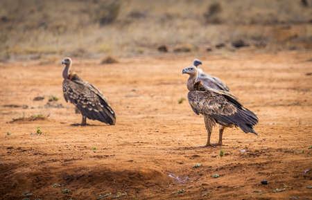 Closeup of african vulture on savannah plains in Kenyaの写真素材