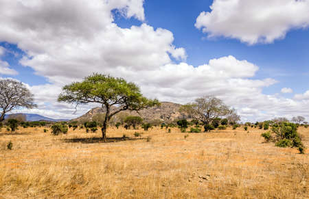 Unique savannah plains landscape with acacia tree in Kenyaの写真素材
