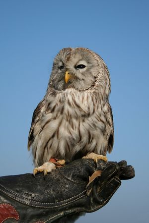Small owl on hand - front viewの写真素材