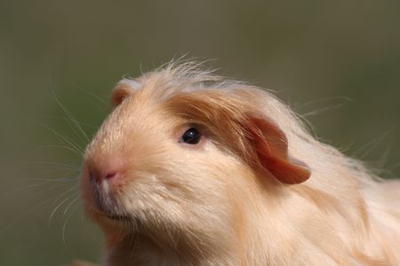 Portrait of guinea pig  - detailの写真素材