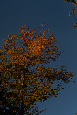autumn tree somewhere in europeの写真素材