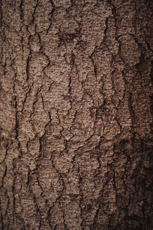 Tree bark grain wood natural vintage worn texture background material surfaceの写真素材