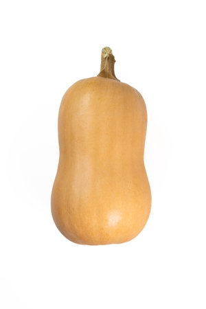 Butternut pumpkin isolated on a white background. Perfect pumpkin for the autumn and harvest season.の写真素材