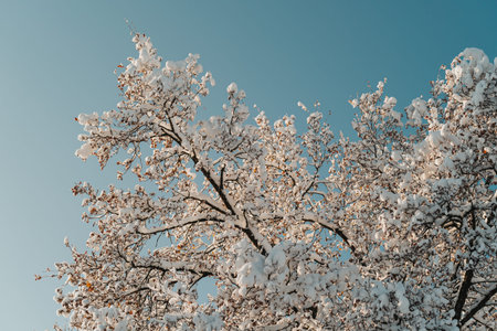 Beautiful winter tree in snow