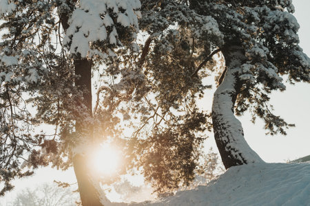 Beautiful winter tree in snowの写真素材